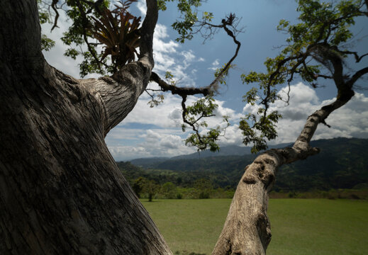 A large gnarled tree with sprawling branches overlooks a lush green valley under a partly cloudy sky. San Agustin, Colombia