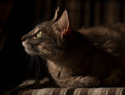 Gray tabby cat lying on striped fabric, with sunlight illuminating its face.