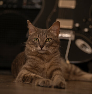 Tabby cat lying on a wooden floor with a guitar resting in the background.