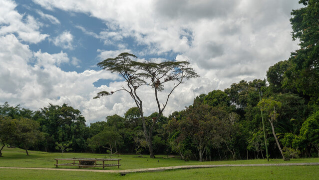 Lush green park with tall tree, under a cloudy sky and bright sunlight. San Agustin, Colombia