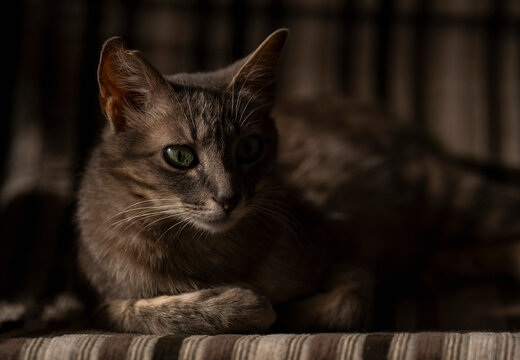Grey cat with green eyes resting on a striped fabric in soft light.