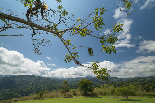 A tree branch extends over a lush green landscape with hills under a bright blue sky. San Agustin, Colombia