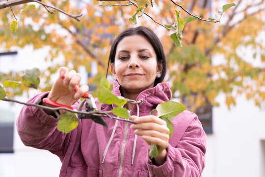 Woman in pink jacket pruning a tree branch with colorful autumn leaves in the background. Germany