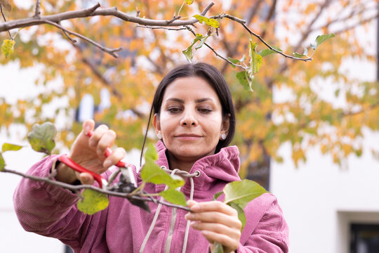 Woman in pink jacket pruning branches with autumn leaves in the background Germany