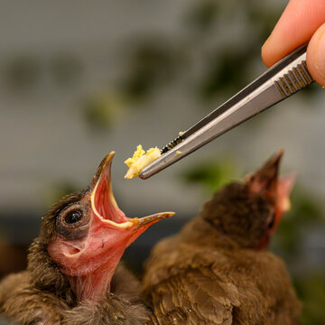 Hungry baby house sparrows being hand-fed with tweezers, mouths wide open for food. Israel
