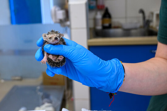 Gloved hand holding a juvenile long-eared hedgehog  in a veterinary clinic setting. Israel