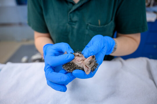 A person in blue gloves gently holds a juvenile long-eared hedgehog on a white surface. Israel
