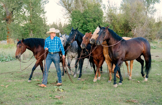 Cowboy leading a group of horses on a grassy field during the daytime. Oregon, USA