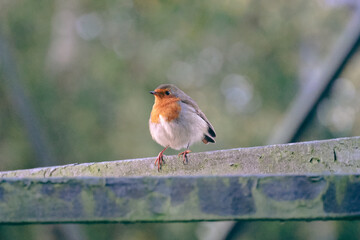 robin on a fence