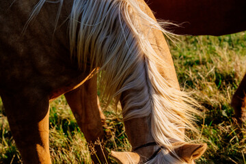 Close-up of a horse grazing in a sunlit field with flowing mane and rich brown fur. Oregon, USA