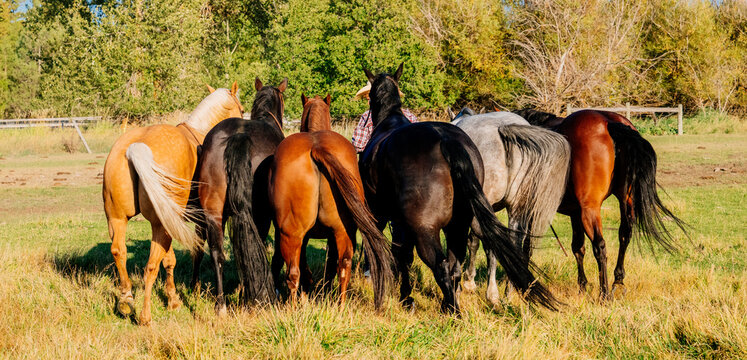 Six horses standing close together in a grassy field, facing away from the camera. Oregon, USA