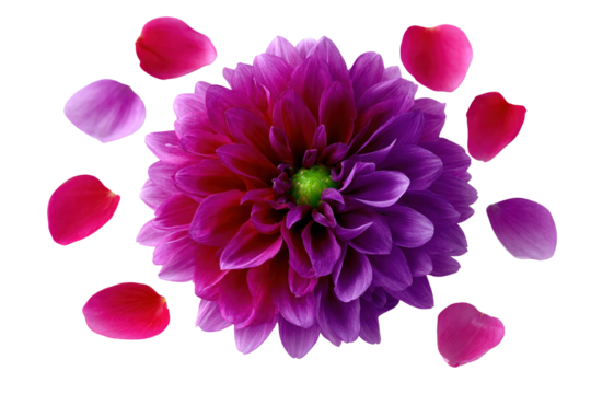 Dahlia Bloom and Petals: An overhead shot showcases a vibrant dahlia blossom with its layers of petals in hues of purple and pink, accompanied by scattered petals around the bloom.