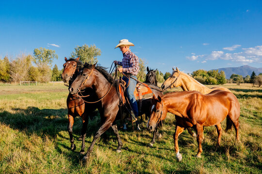 Cowboy riding horses in a vibrant green field under a clear blue sky. Oregon, USA
