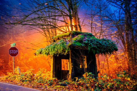A small, abandoned hut with a moss-covered roof next to a stop sign in a vibrant forest. Bainbridge Island, WA, USA