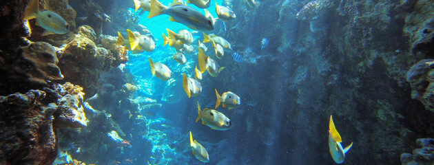 Underwater seascape on the coral reef in Red Sea, Egypt