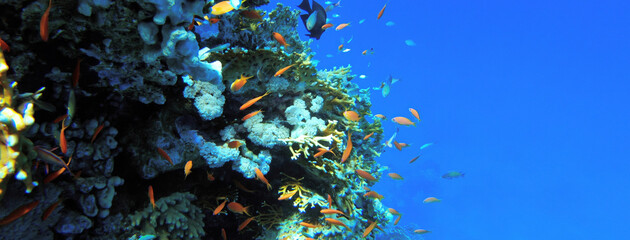 Underwater seascape on the coral reef in Red Sea, Egypt