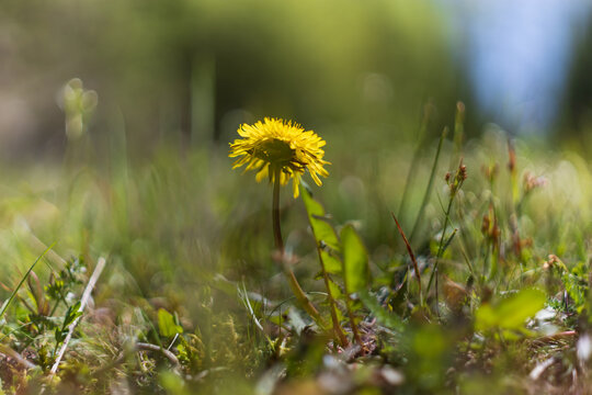 Macro shot from ground level capturing a solitary, bright yellow dandelion flower Taraxacum officinale emerging from a dense lawn. The bloom is centered on a long stem, surrounded by fresh green grass