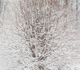 Zimowe drzewa pokryte śniegiem w graficznym motywie