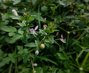 A close-up, selective focus shot of a wild-growing Spider Flower (Cleome gynandra or similar species) amidst lush green foliage. The delicate pale purple/pink flowers feature long, prominent stamens, 