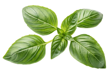 Basil Leaves