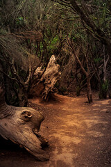 A fallen tree trunk with intricate textures lying beside a shaded forest path. Natural wood forms and a moody woodland atmosphere.