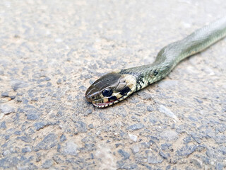 Grass snake lies on a stone.
