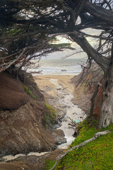 Coastal Shoreline Seen Through Weathered Cypress Canopy