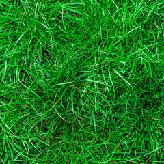 Green grass texture. Field of green grass, a lawn in spring. Background of color grass. Closeup of a freshly mowed lawn, park. Sports turf surface. Backdrop of pasture close up. Nature Wallpaper.