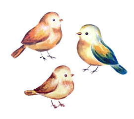 Watercolor Cute Woodland Birds Illustration Trio