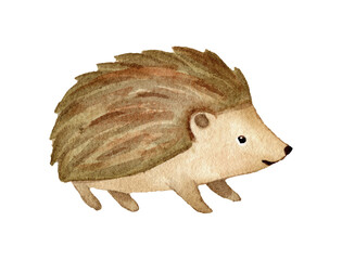 Watercolor Cute Hedgehog Forest Illustration