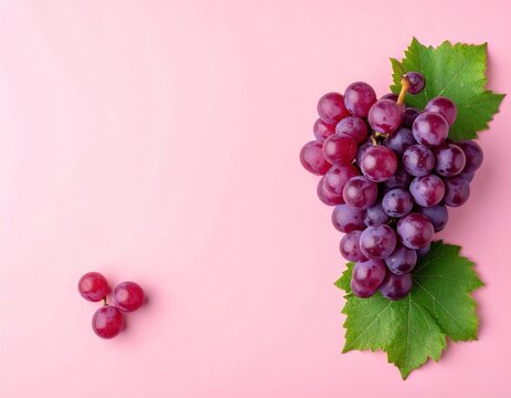 Bunch of ripe, purple grapes with vibrant green leaves on pink background