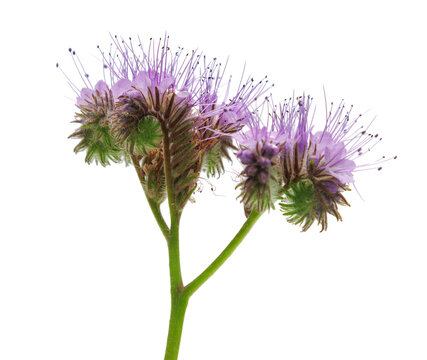 Phacelia isolated on transparent background