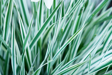 Fototapeta premium Green grass texture. Field of green grass, a lawn in spring. Background of color grass. Closeup of a freshly mowed lawn, park. Sports turf surface. Backdrop of pasture close up. Nature Wallpaper.