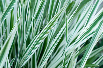Green grass texture. Field of green grass, a lawn in spring. Background of color grass. Closeup of a freshly mowed lawn, park. Sports turf surface. Backdrop of pasture close up. Nature Wallpaper.