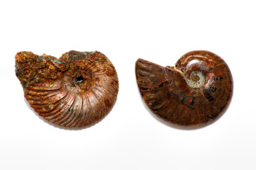 Two ammonite shells, closeup view on white background