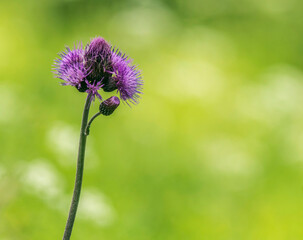Cirse des ruisseaux en bordure du lac des Rousses, Jura, France