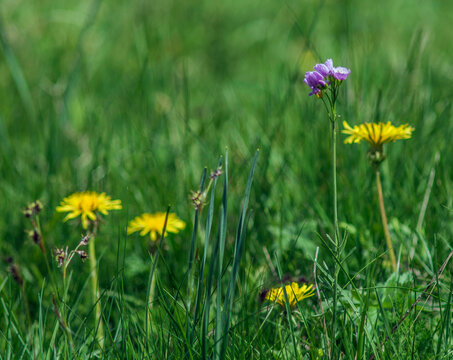 Fleur de cresson des pr&eacute;s (Cardamine pratensis L.) sur le plateau d'Aubrac en Loz&egrave;re, France