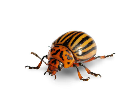 Colorado potato beetle isolated on transparent background