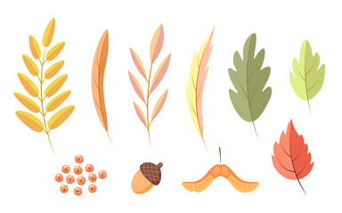 Autumn leaves, acorn, rowan set. Vector Illustration for printing, backgrounds, covers and packaging. Image can be used for greeting cards, posters, stickers and textile. Isolated on white background.