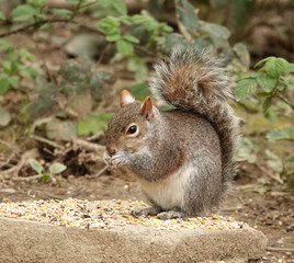 Cute squirrel eating nuts in garden