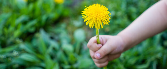 Hand holding a dandellion flower. Dandellion closeup