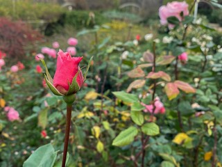 pink roses in the autumn botanical garden