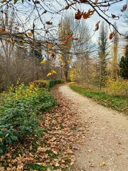 Footpath in the autumn forest