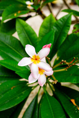 Pink frangipani - plumeria - flowers blooming on the branches of a tree on a beach