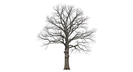 Detailed illustration of a bare deciduous tree in winter on a white background