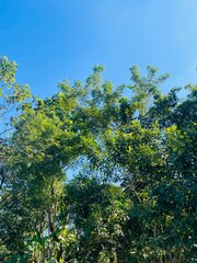 Fototapeta premium Trees against blue sky