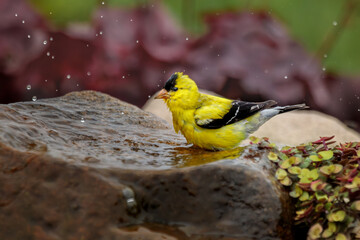 A brilliant yellow American Goldfinch splashes in a natural rock water fountain in my garden.