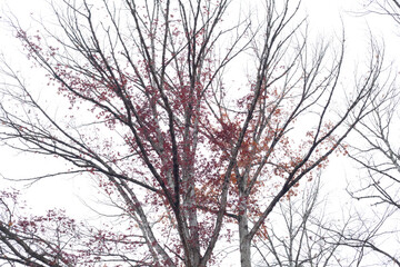 trees in winter 