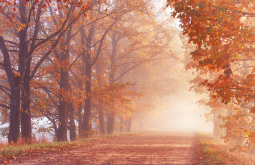 Oak alley road. Tree avenue with golden leaves at sunrise misty time. Scenic october forest background filled with golden leaves and warm sunlight. Fall season. Morning sunrise foggy light