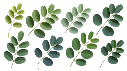 Botanical elegance shines with this collection of verdant green leaf sprigs, perfect for nature-inspired designs, bringing organic freshness to your creative projects